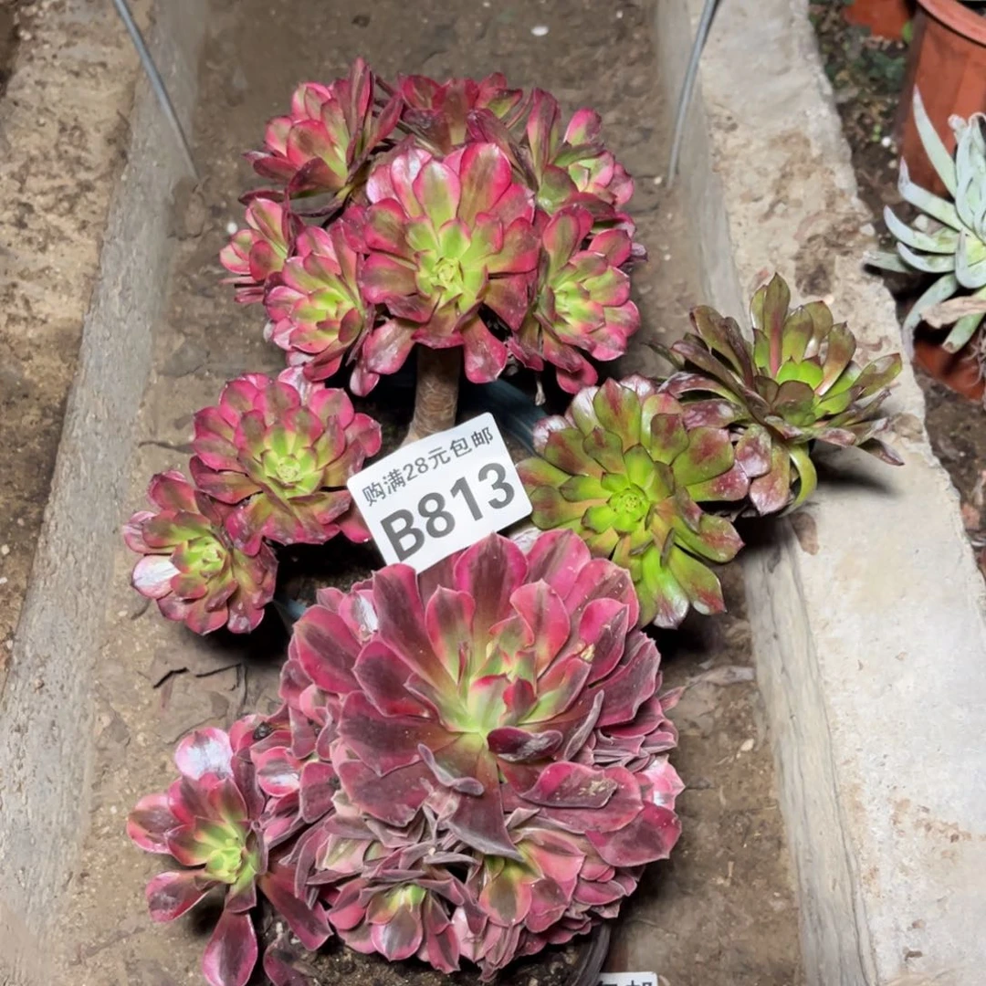 涵*轩813多肉植物美姬美杜莎2颗
