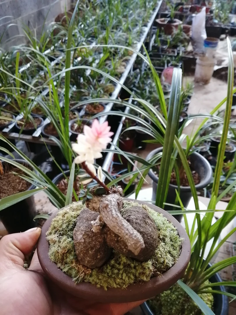 红花米叶五翅梅，四季长青不落叶