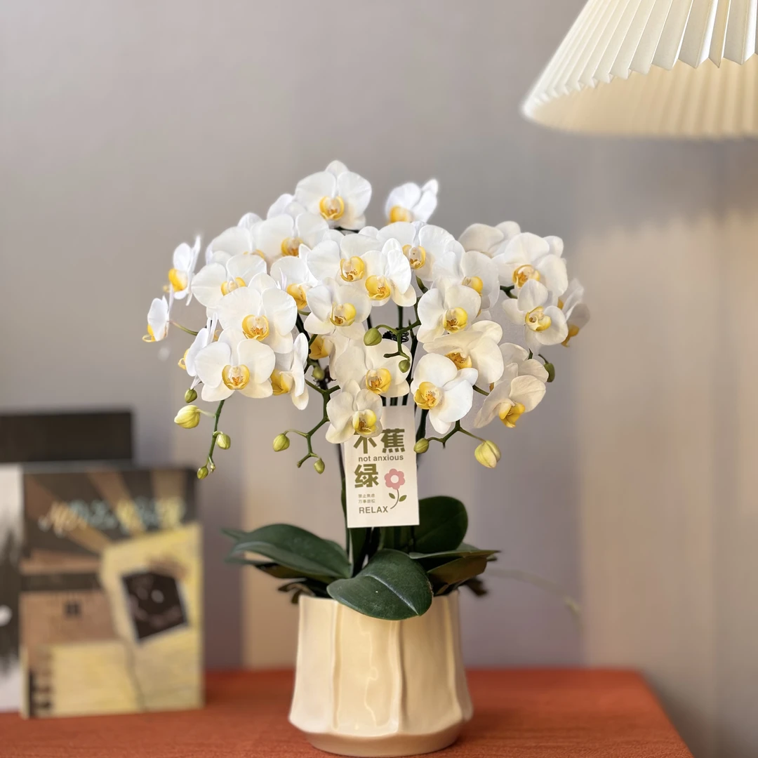 蝴蝶兰《水仙》 欧洲引进花苞多 好养耐养带花带花苞 基地直发