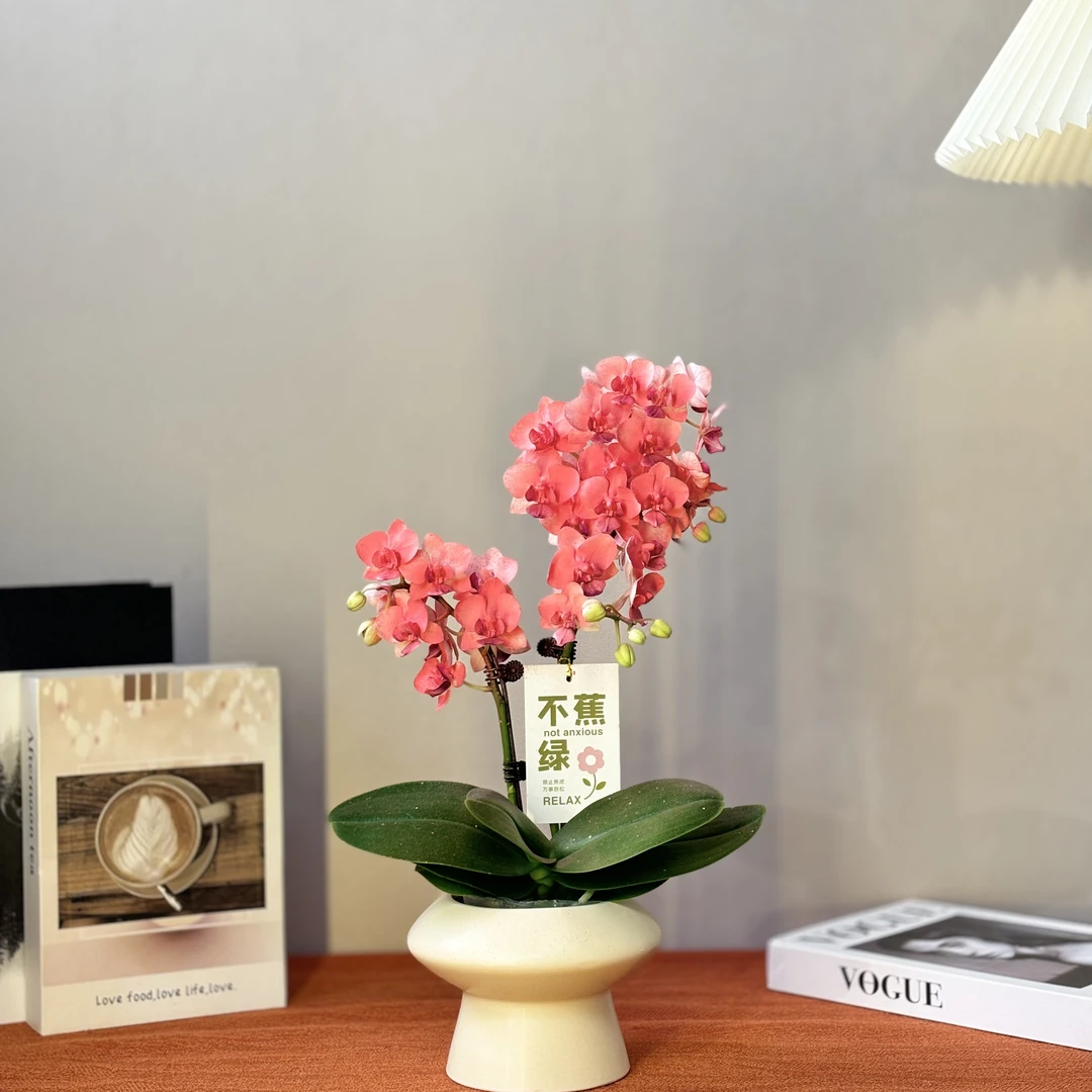 蝴蝶兰《棉花糖》稀缺艺术喷色工艺 好养耐养带花带花苞 基地直发