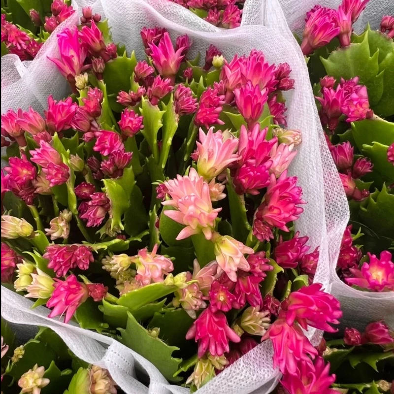 蟹爪兰新品种金品堂爆米花品种