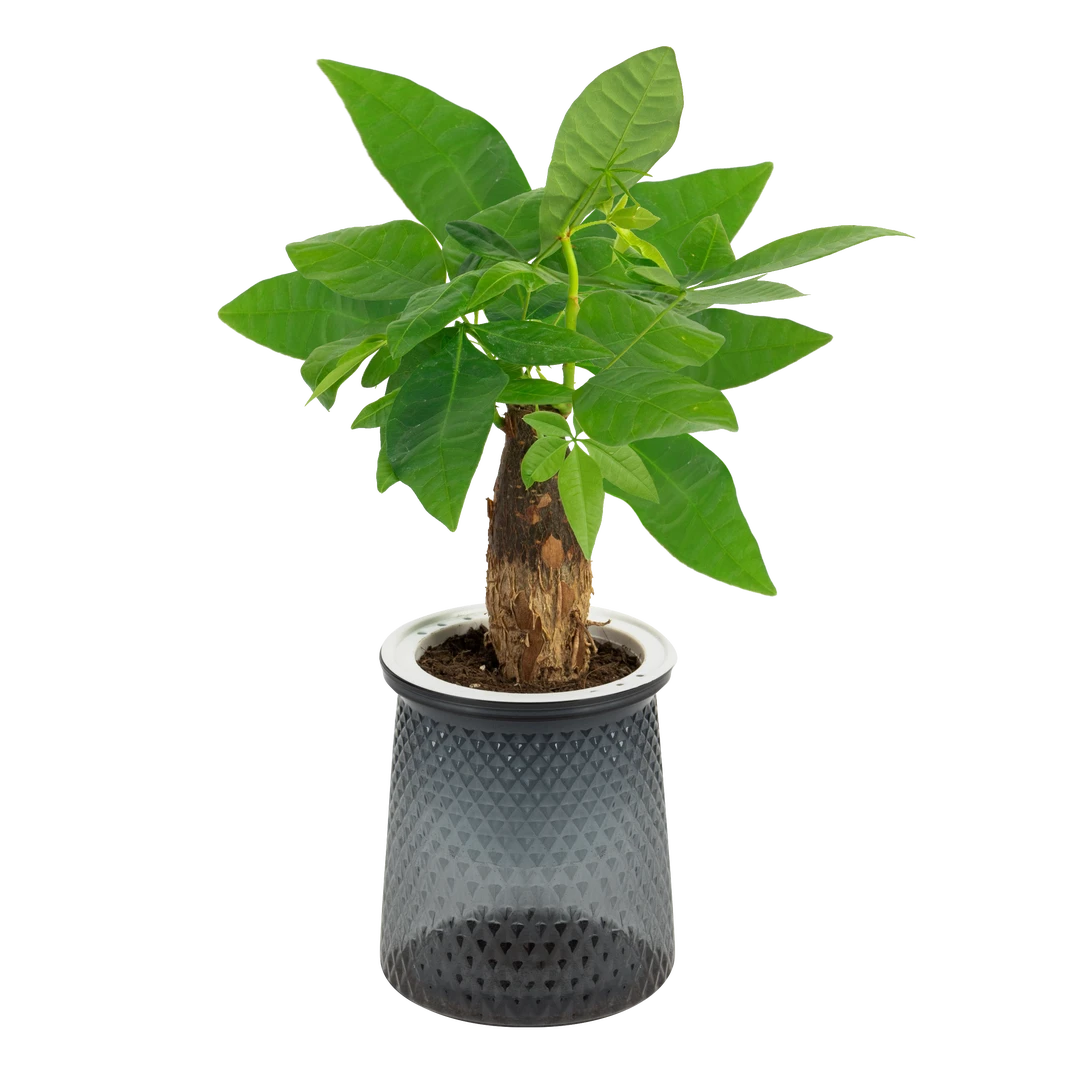 水培植物发财树盆栽室内水养盆栽新手可养活绿植