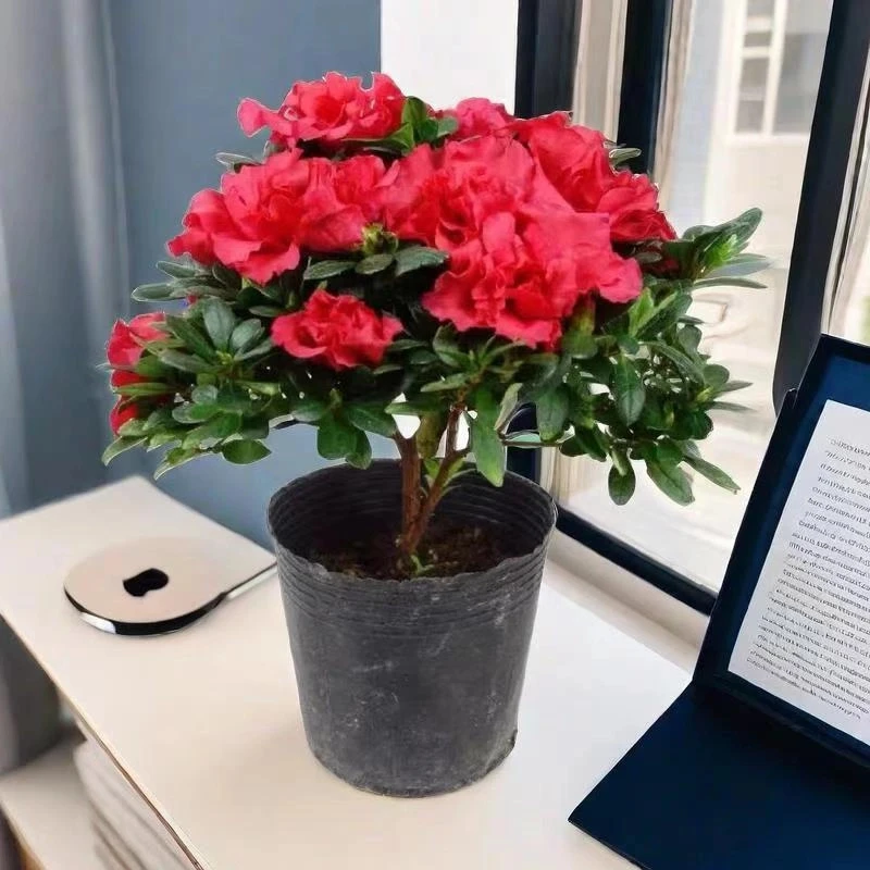 带花苞精选红杜鹃花盆栽独杆老桩四季开花庭院阳台好养花卉