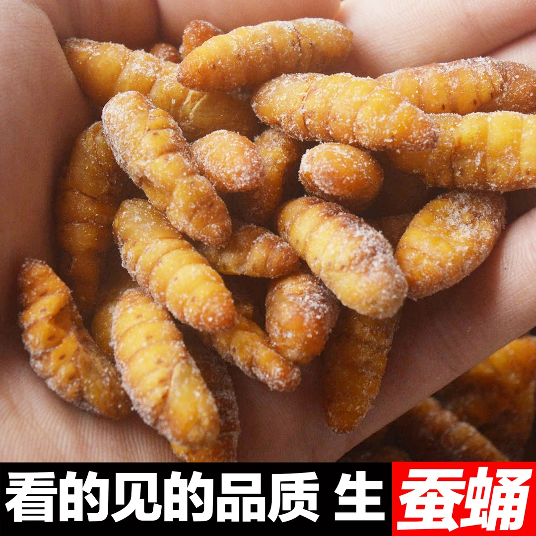 2025年新鲜鲜嫩蚕蛹金丝蛹活体冷冻桑蚕蛹黄金蛹高蛋白美食美味