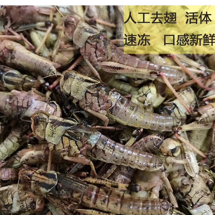 新鲜蚂蚱速冻食品2025活虫冷冻 蝗虫公母去翅东亚飞蝗蚱蜢昆虫