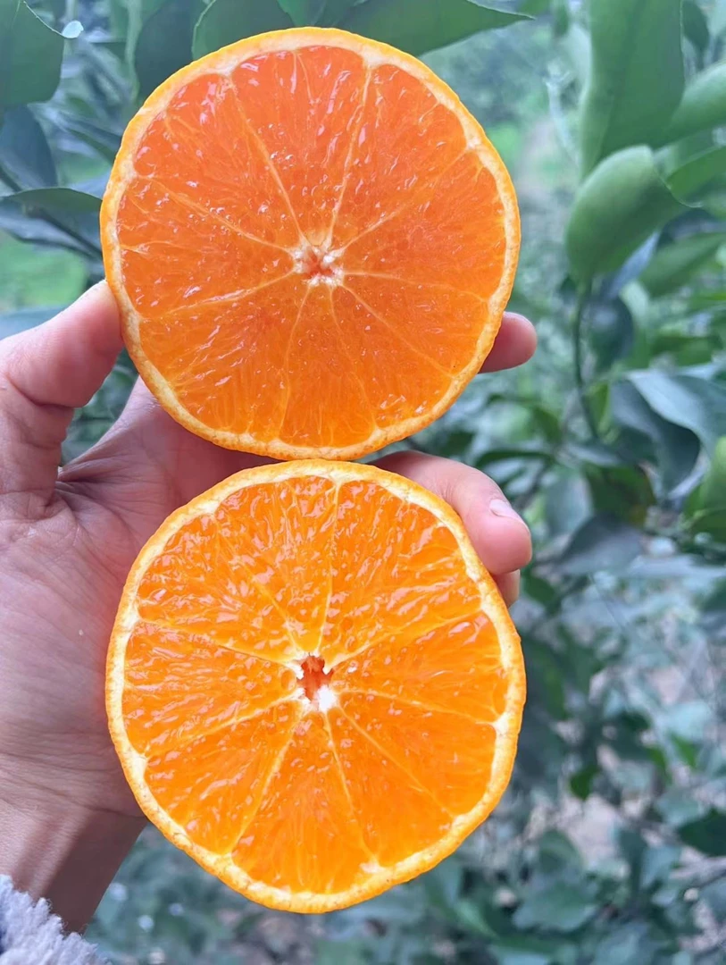 【明日见】 糖度高，汁水足，入口香甜，自然成熟