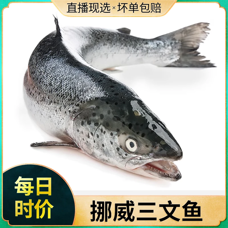【老罗优选 】挪威冰鲜三文鱼整条4-6斤 大西洋鲑鱼 日料刺身鱼生