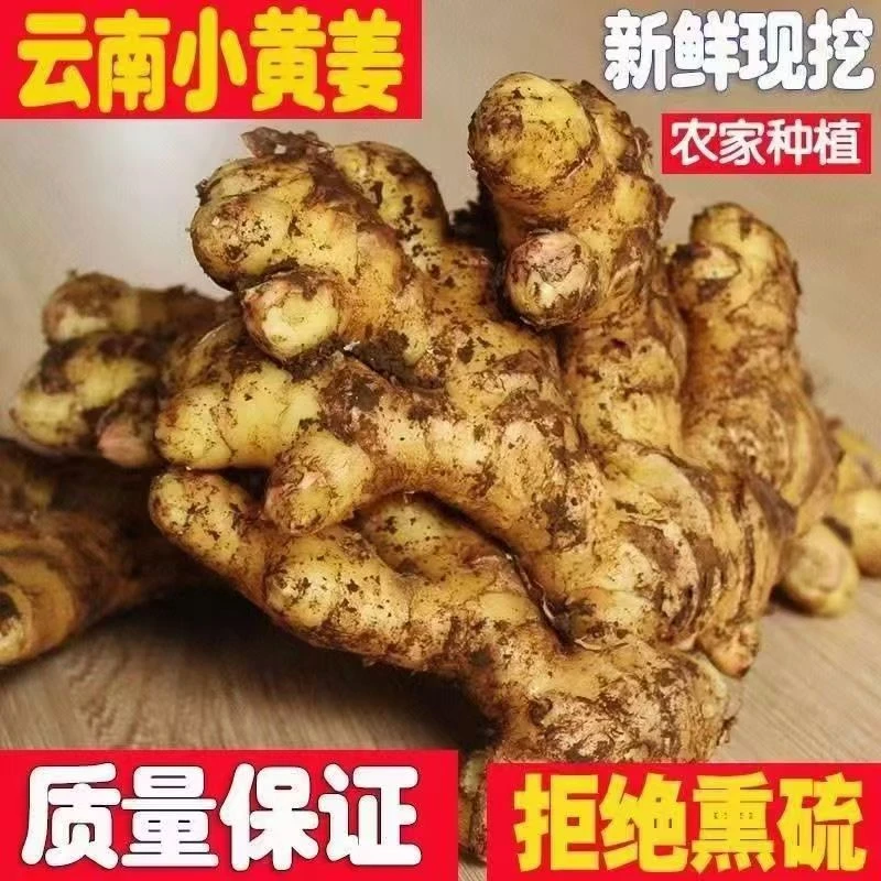 【云南次日达】3斤新鲜云南·小黄姜