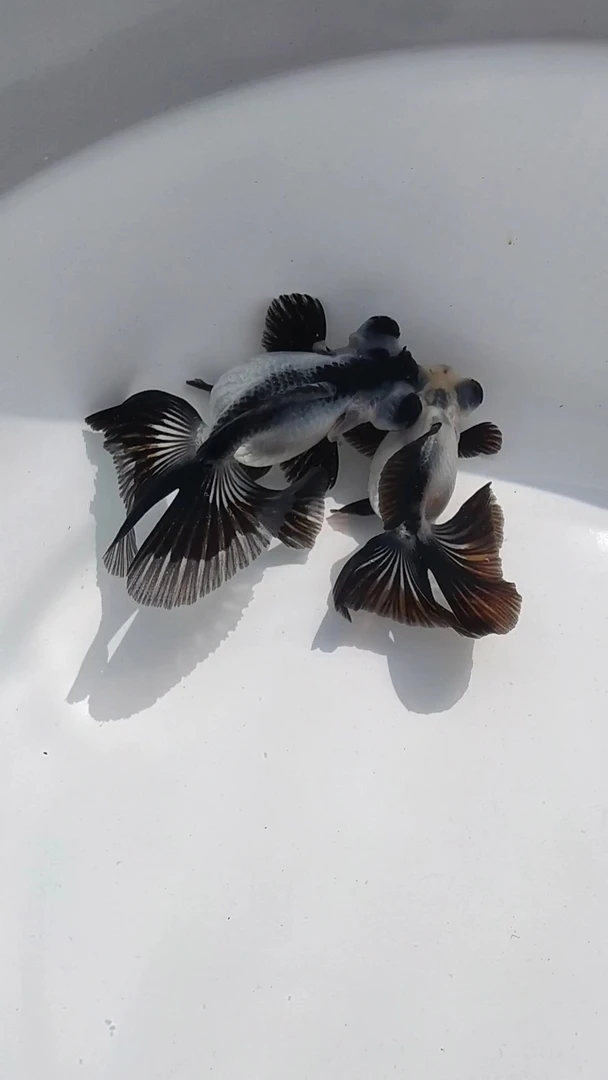精品三色蝶红白蝶熊猫蝶尾，各个尺寸都有，欢迎选购。