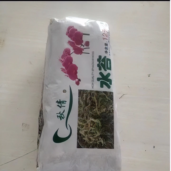蝴蝶兰【水苔；12升】发货净化空气美观基地直发