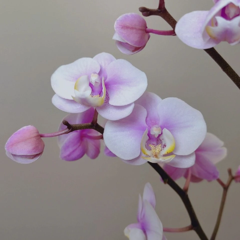 带剑【小梅花2.8杯】微瑕疵。不售后。没有开花，