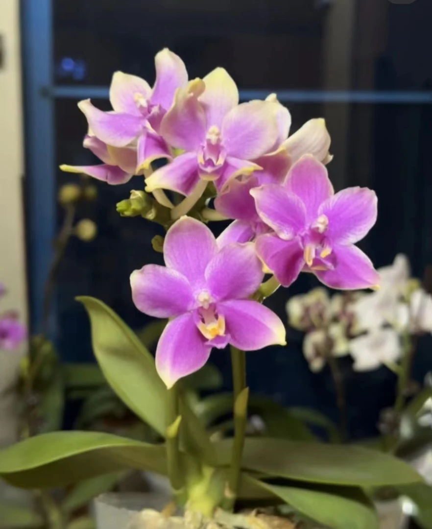 双剑【香奈尔2.8苗...刚出花剑】发货净化空气美观基地直发