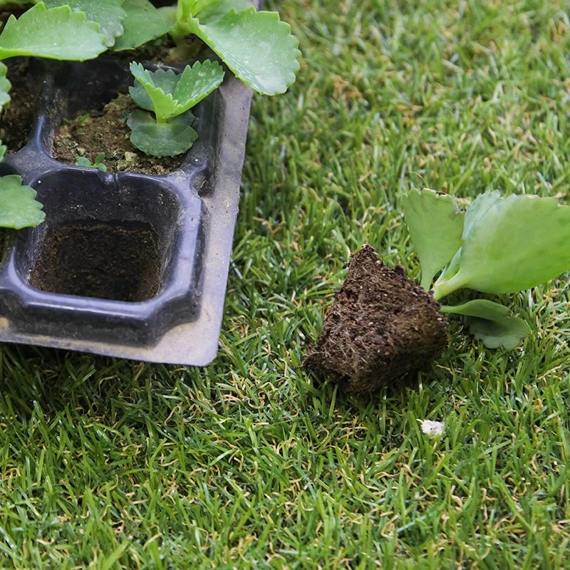 营养钵育苗盘育苗盆穴盘塑料杯多肉种植蔬菜育种扦插营养杯育苗盒