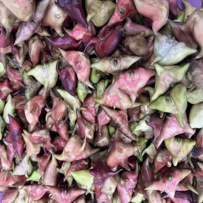 新鲜菱角安徽特产菱角老菱角大菱角老菱角熟菱角无为现摘生菱角