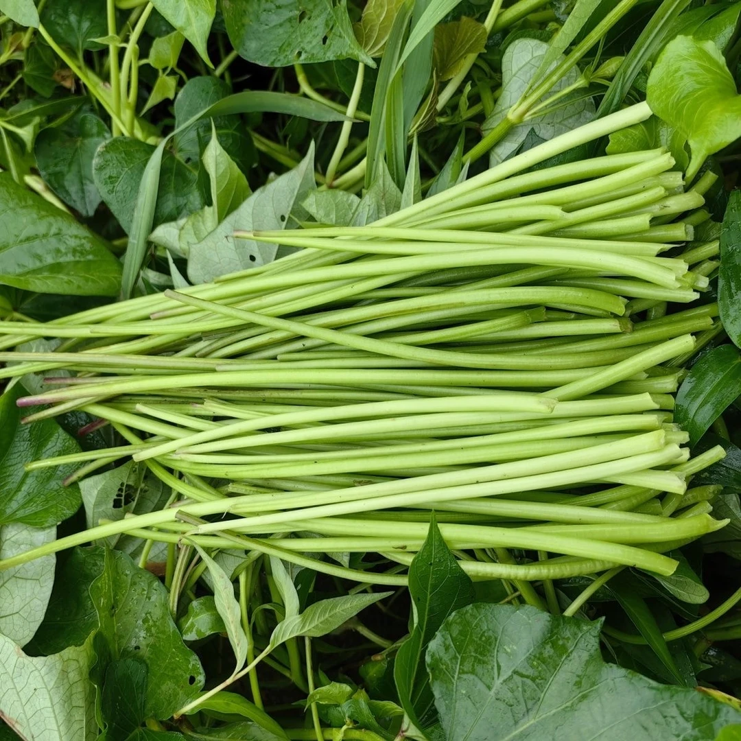 安徽特产红薯杆新鲜红薯梗红薯叶红薯头地瓜番薯山芋杆子无为蔬菜