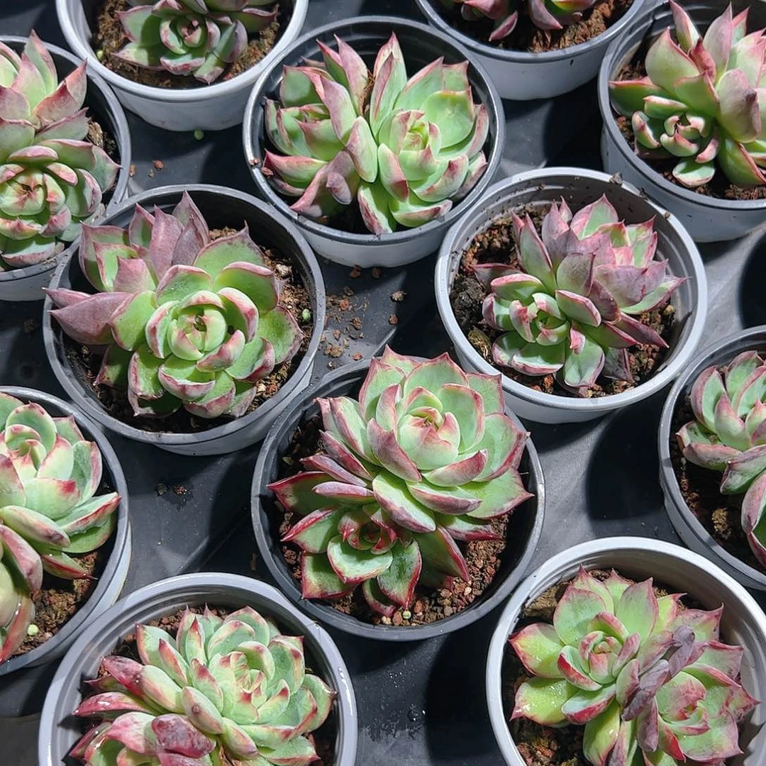 双头惊鸿仙子带盆土发货