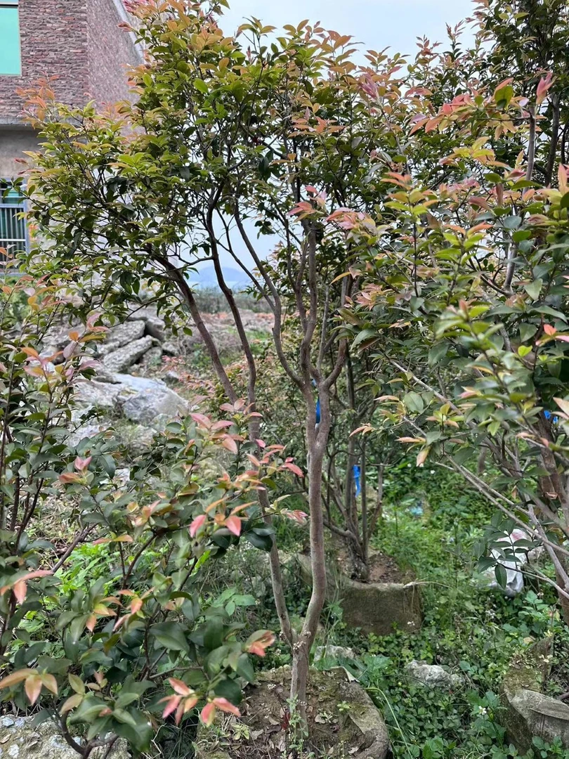 A10 001-ysj-sptsb 庭院植物花卉私家园林小植物A10