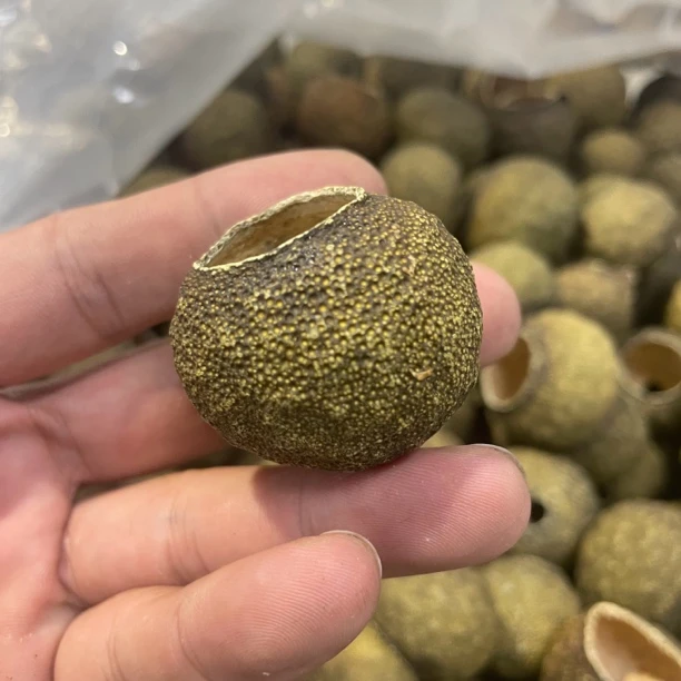2023天马老树圈枝小青柑柑壳