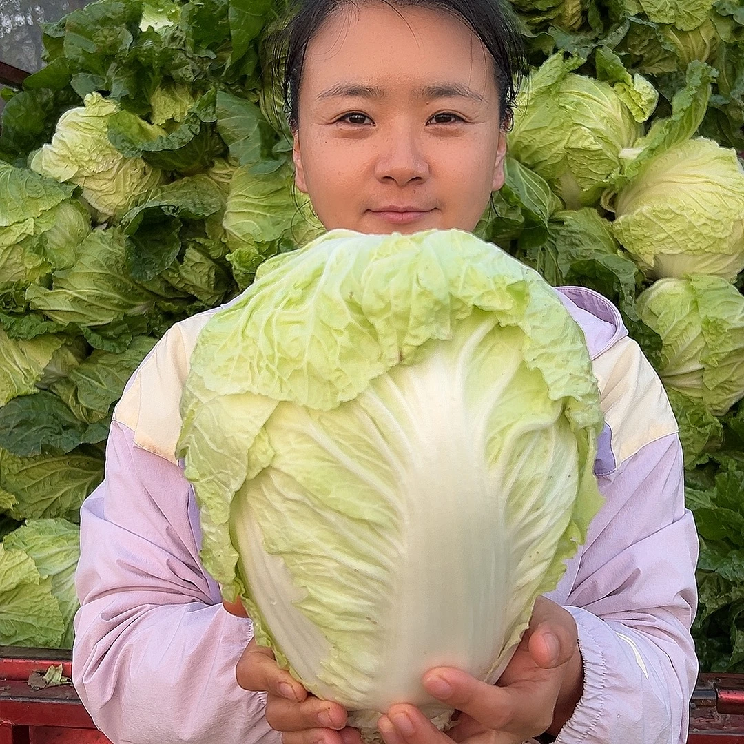 河南老家大白菜露天现砍新鲜霜后白菜8斤实惠装