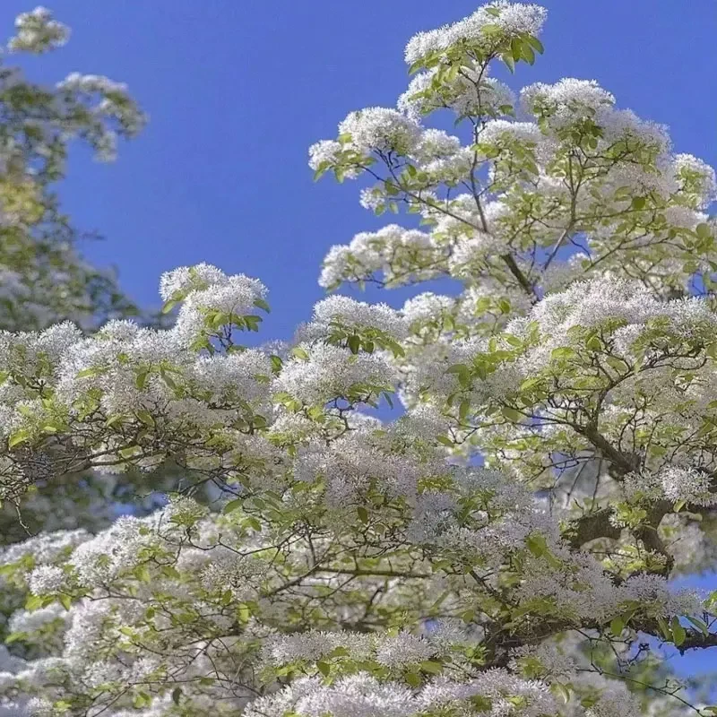 流苏花树苗流苏树庭院风景树耐寒耐热绿化植物四月雪流苏花苗雪萝