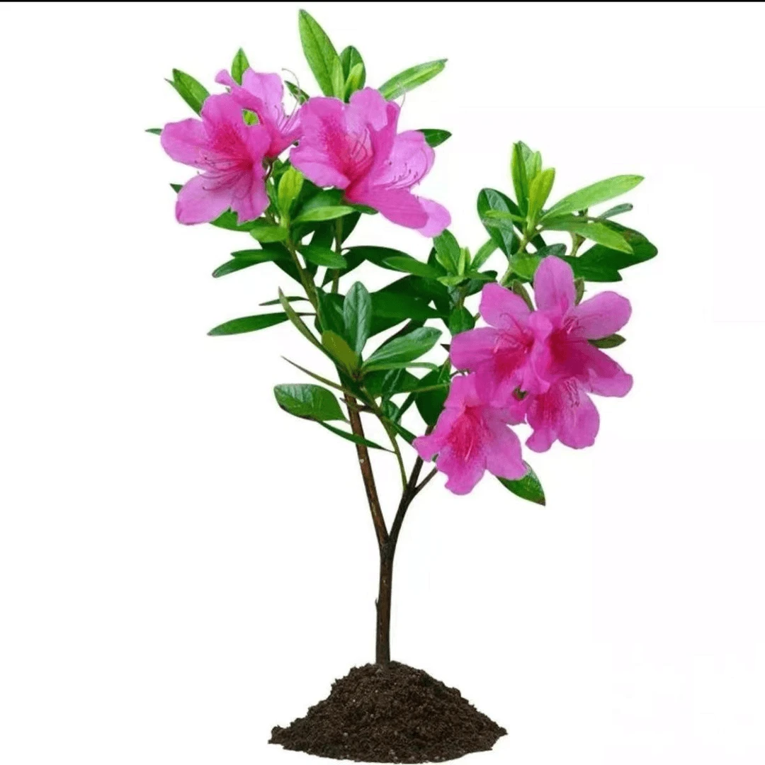 毛娟小苗映山红树苗 庭院绿化植物杜鹃苗夏娟紫鹃毛杜鹃开花四季