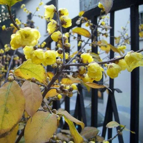庭院风景树.腊梅花树苗丛生盆栽大型棒棒糖嫁接冬季美.室外地栽
