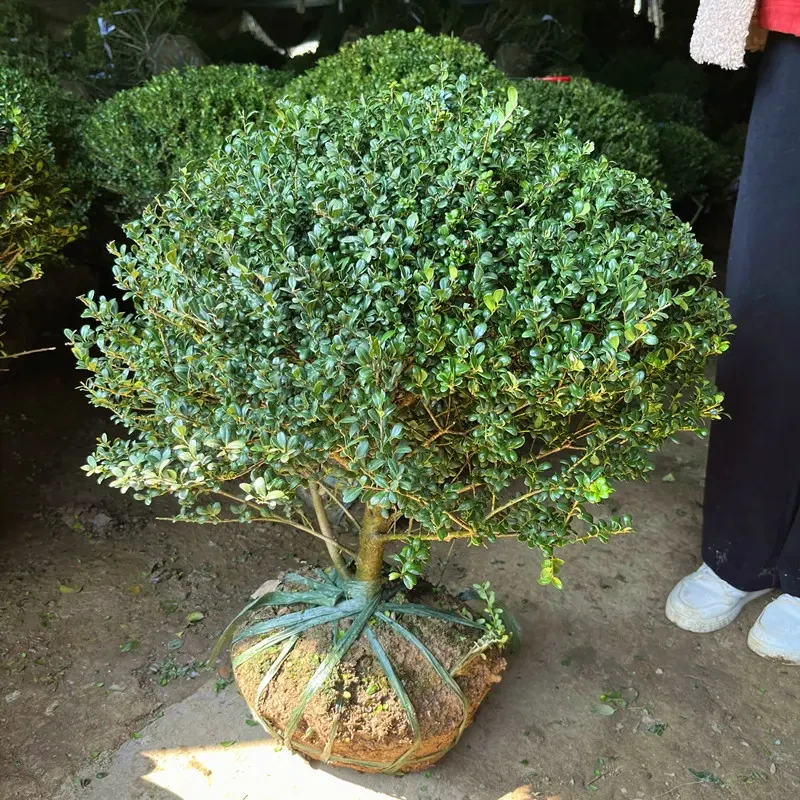 龟甲冬青苗小叶冬青四季常青庭院绿化绿篱花镜植物龟甲冬青灌木球