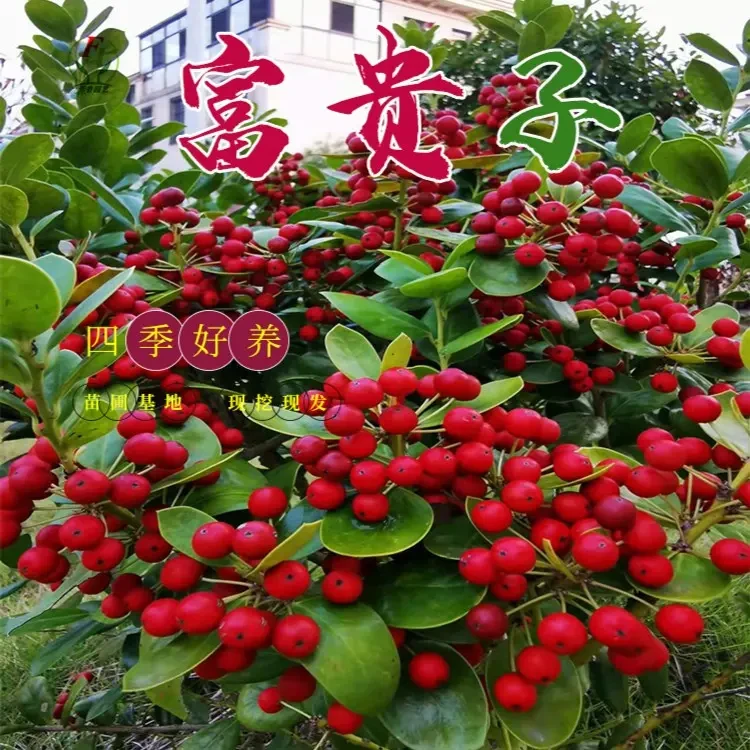 无刺构骨富贵子吉祥果春花秋果栽盆别墅庭院四季常青好养耐寒正宗