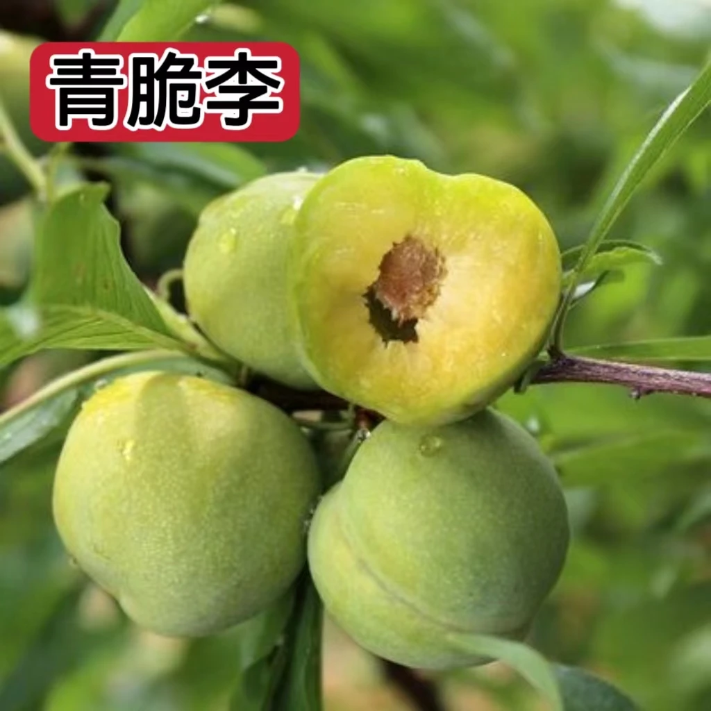 蜂糖李子树苗嫁接晚熟脱骨李青脆李西梅三华李子苗南北方种植果树