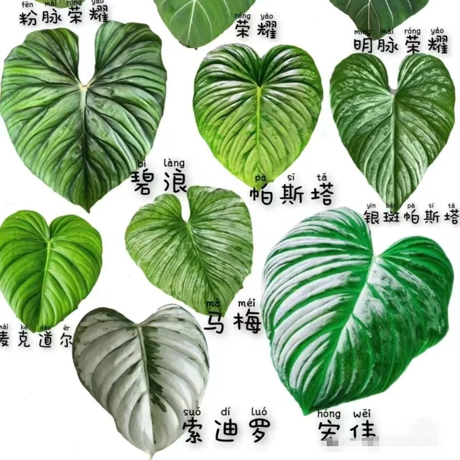 蔓绿绒类麦克道尔西瓜碧浪马梅南嘉圆叶索迪罗银斑帕斯塔观叶热植