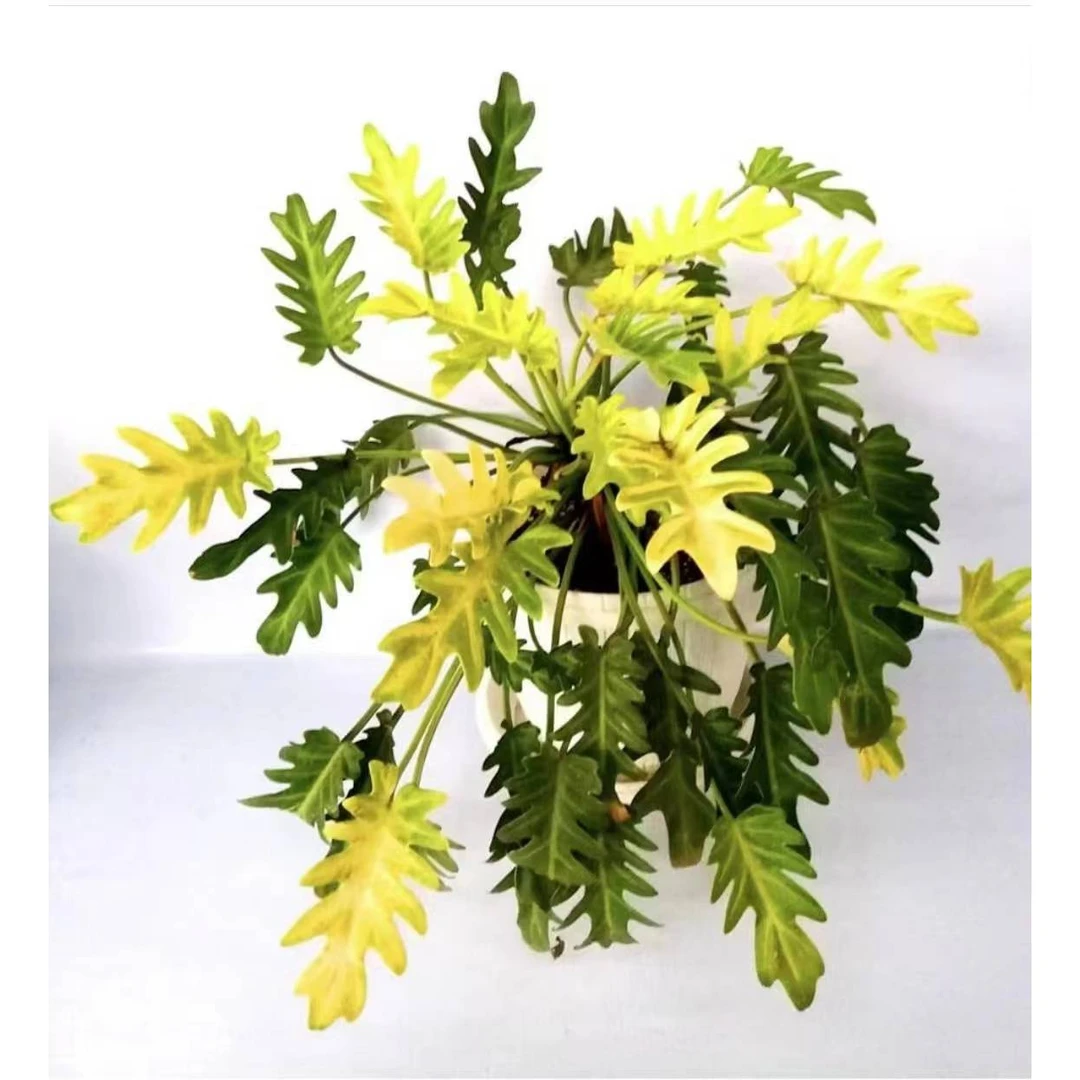 黄金小天使金叶蔓绿绒网红观叶热植盆栽客厅阳台楼顶趣味美吸甲醛