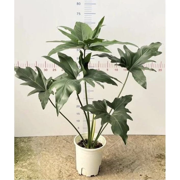 非洲幻想鹰嘴蔓绿绒三角形叶稀有大型品种室内客厅阳台观叶防辐射