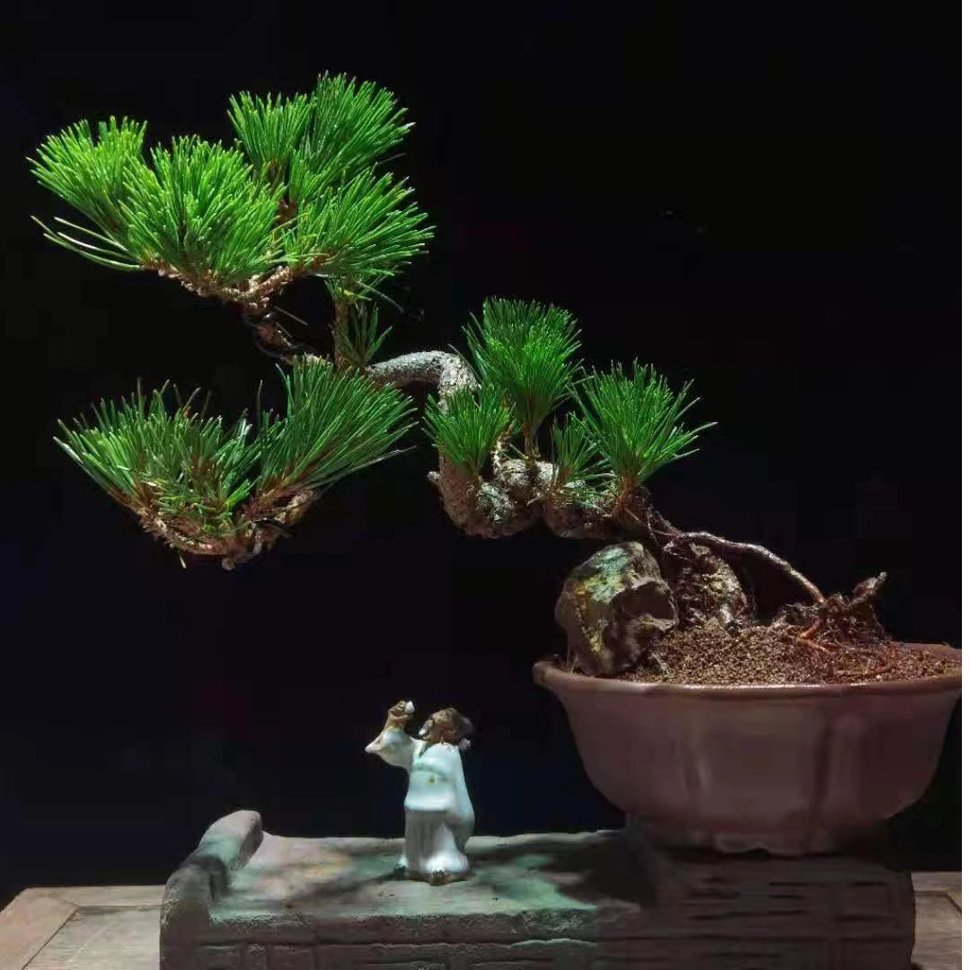 精品黑松盆景三和黑松微盆景掌上盆景茶桌摆件办公桌玩物