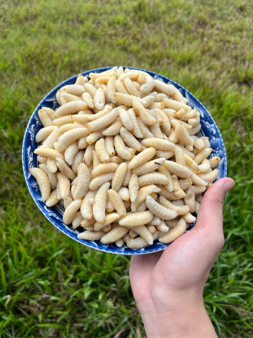 一等鲜活金环虎头蜂冰冻蜂蛹马蜂窝高营养高蛋白野生蜂蛹