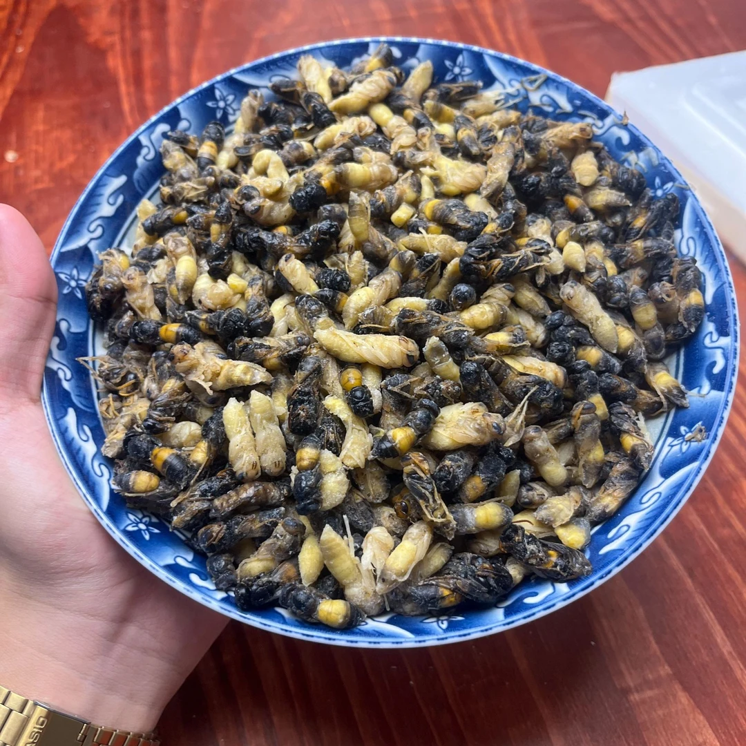 新鲜树蜂黄脚四级蜂蛹冰冻混合装马蜂蛹蜂蛹直播蜂蛹新鲜