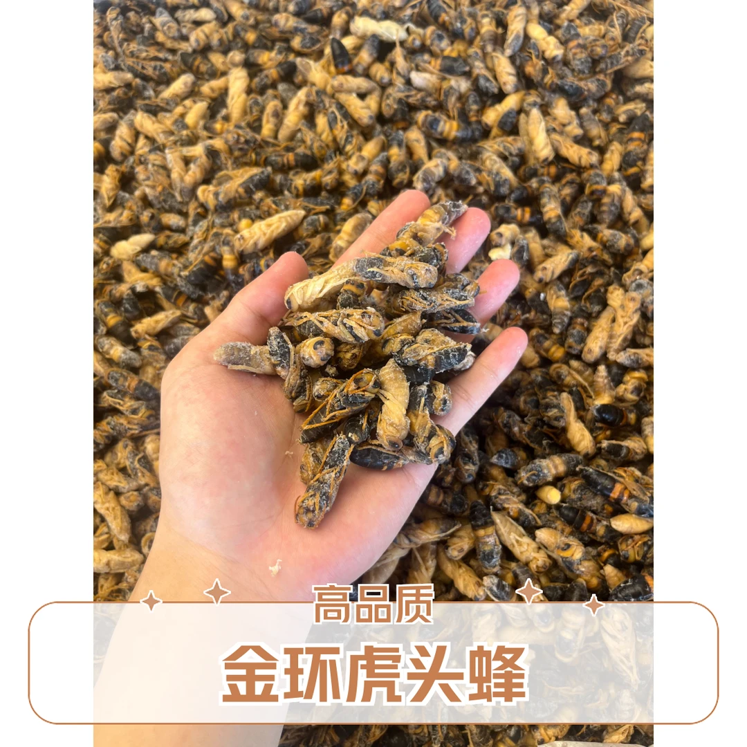 鲜活金环虎头老蜂蛹(介意勿拍)四级黄土夹冰冻高营养高蛋白野生