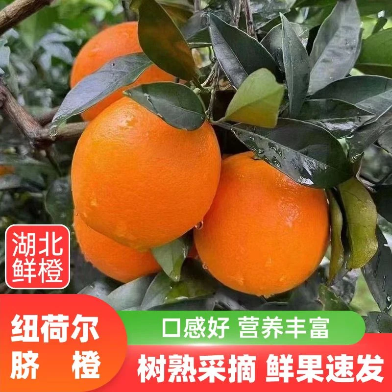 【果园直发】湖北果园纽荷尔脐橙现摘现发新鲜脐橙新鲜水果整箱发