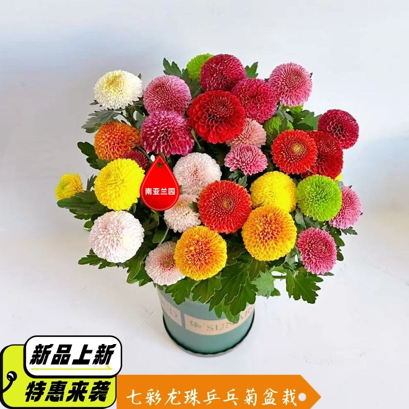 七彩乒乓菊鲜花盆栽带花四季开花花苞阳台菊花室内庭院绿植花卉