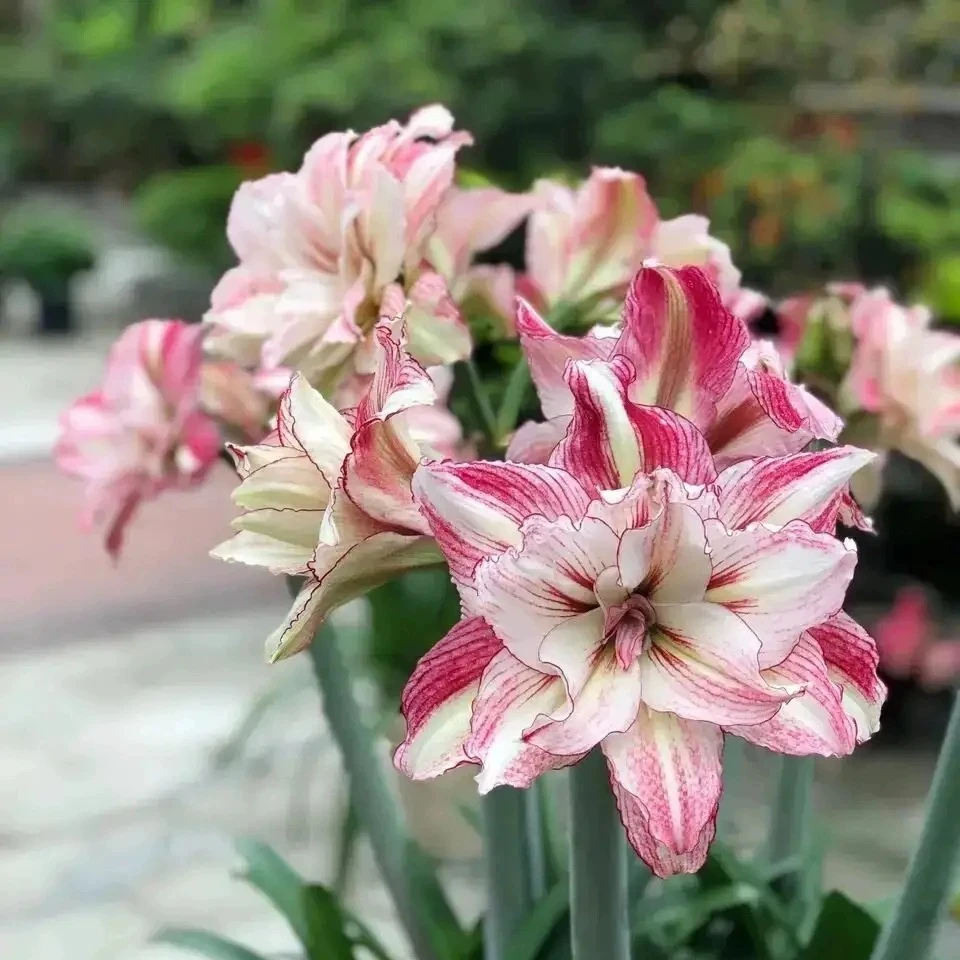 《安吉拉》人气款朱顶红，百变安吉拉，基地切球苗自然球，新鲜现挖