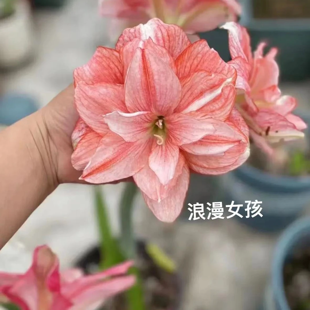 《浪漫女孩》球根花卉辰父精品杂交朱顶红，保湿护根发货，包对版