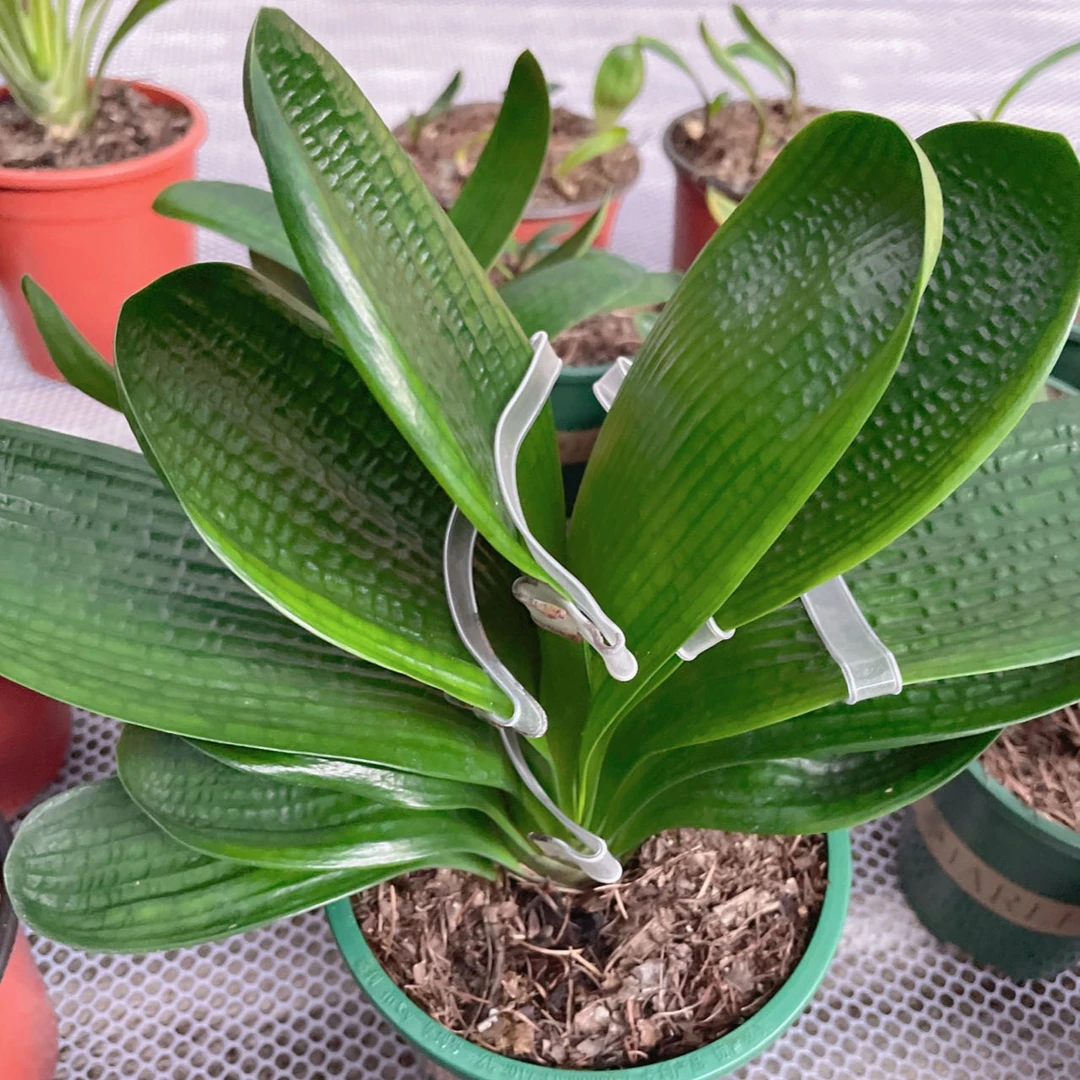 君子兰盆栽四季花卉绿植大苗室内外好养耐寒耐热开花高档花苗