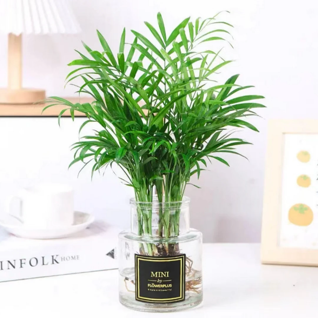 水培富贵椰子袖珍椰子室内卧室客厅四季常青好养好活绿植盆栽