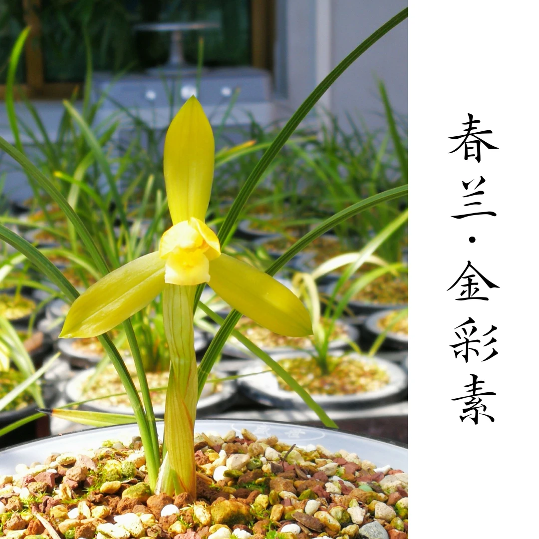 春雨兰苑 春兰名品 金彩素 阳台花卉 室内绿植