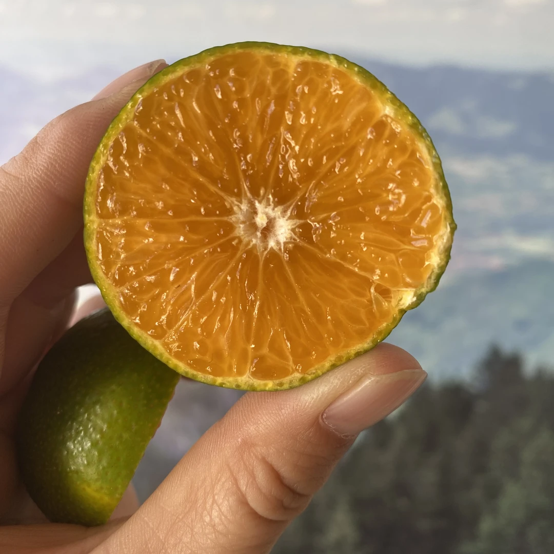 云南德宏农家清香橘子