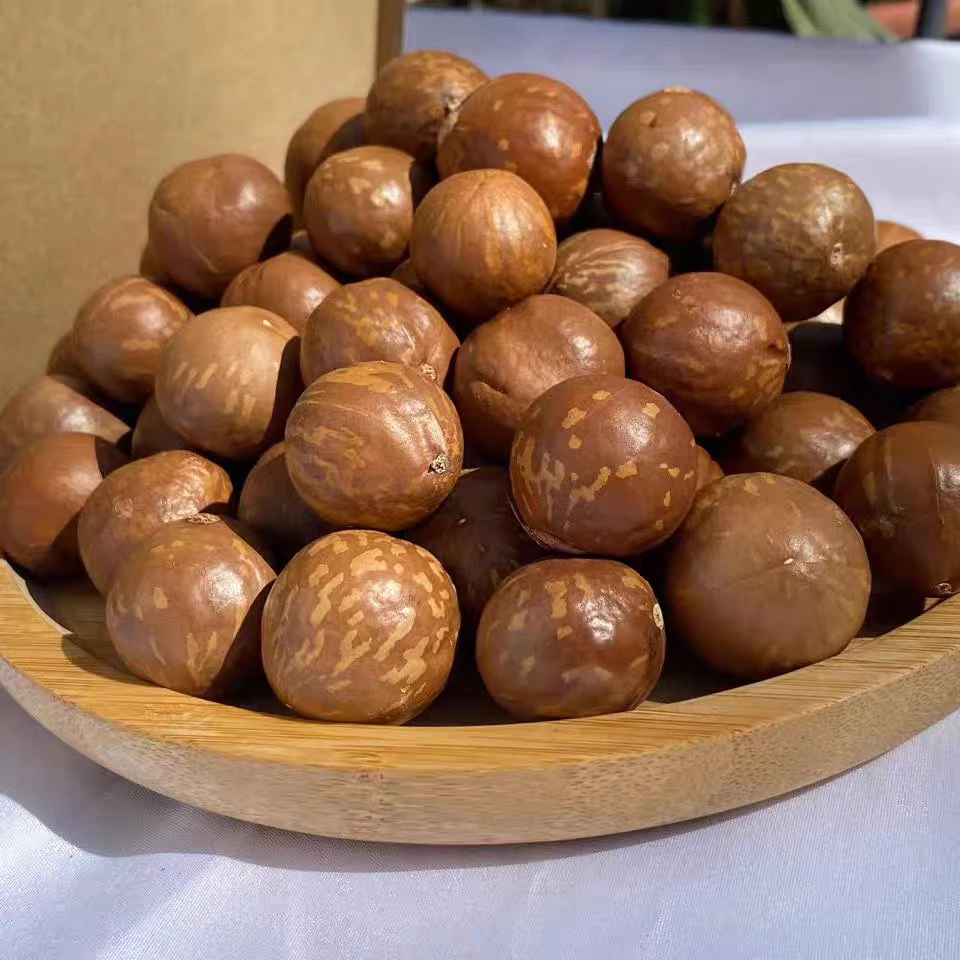 云南德宏新鲜夏威夷果