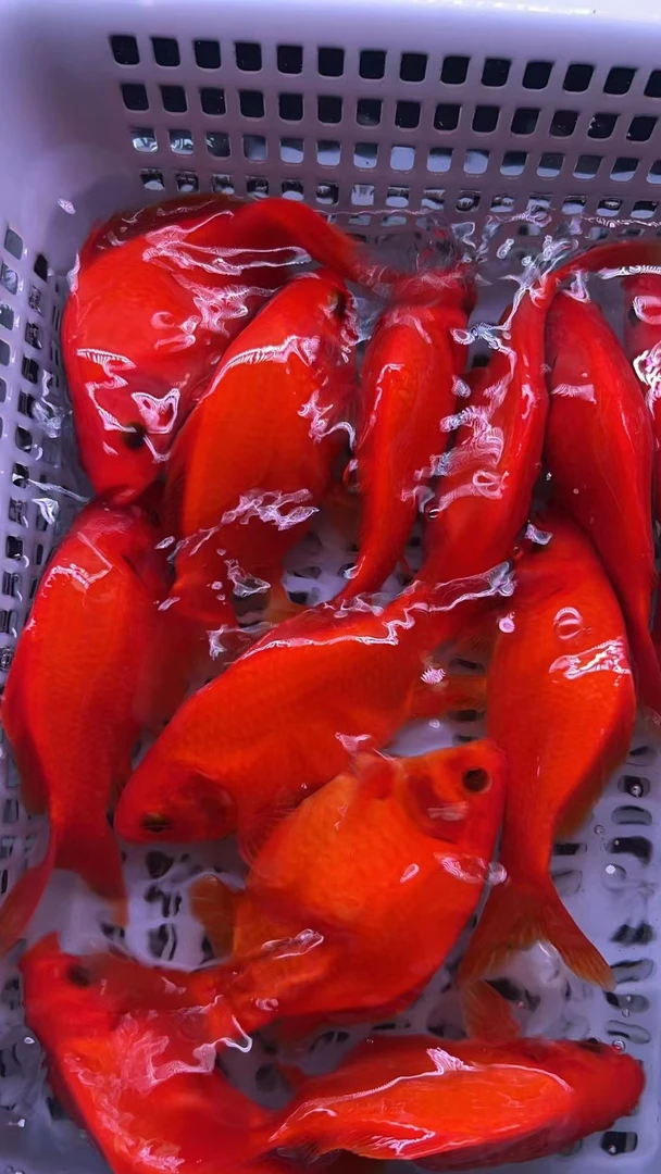 6号 元宝体冷水鹦鹉短尾 14-16公分 3条 【包邮包损】冷水观赏鱼