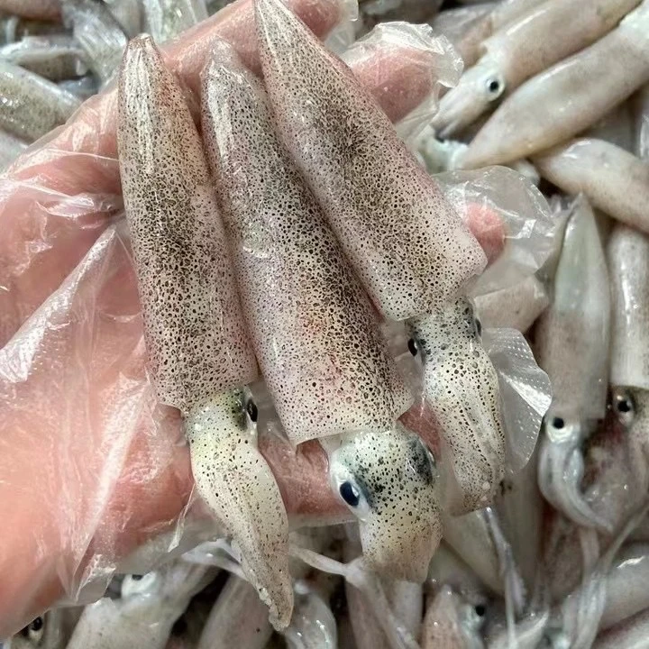 野生原浆海兔/笔管鱼（一斤18～20只） 共4斤 鲜货速冻发顺丰