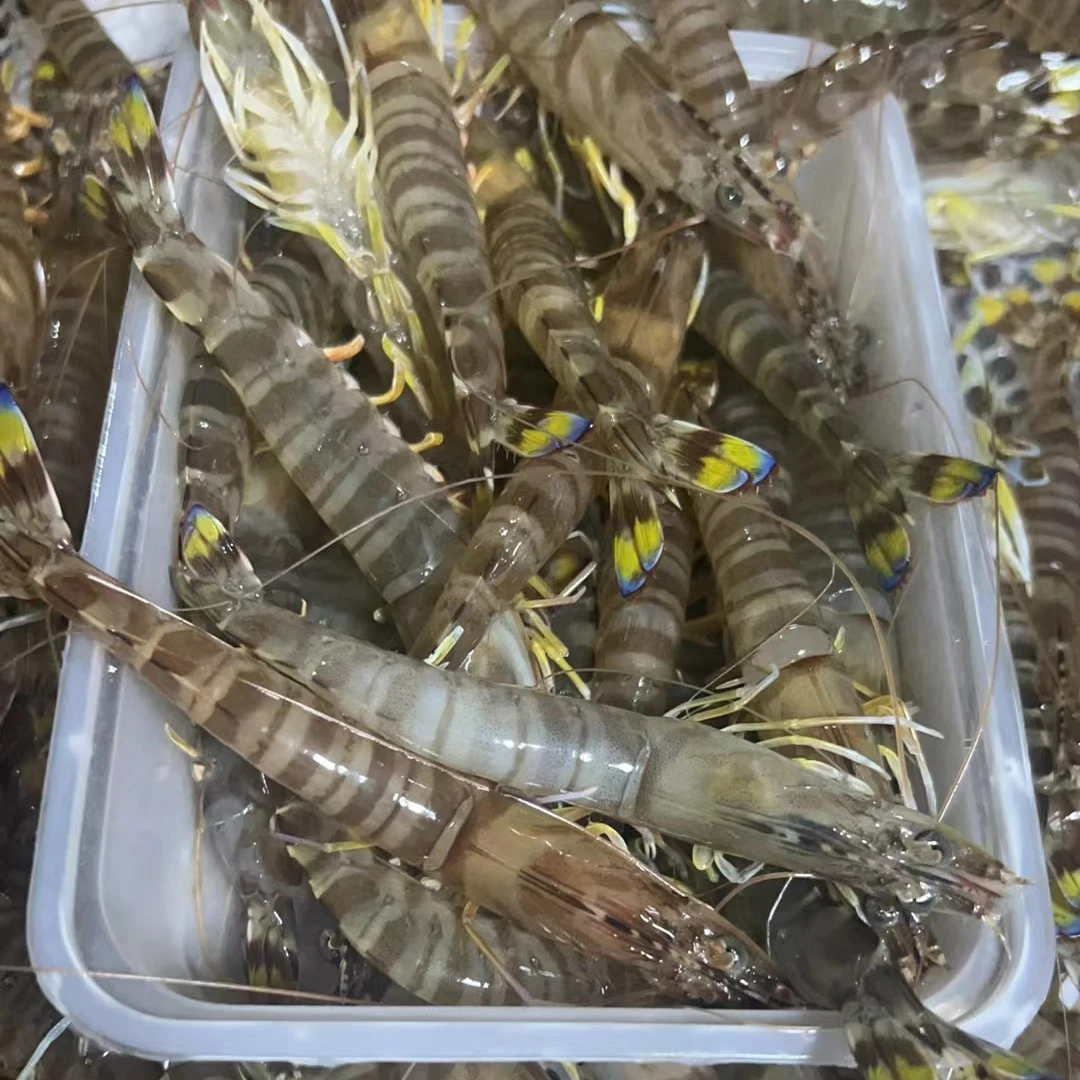 海捕九节虾竹节虾花虾（一斤35只左右）共2斤 速冻后顺丰发