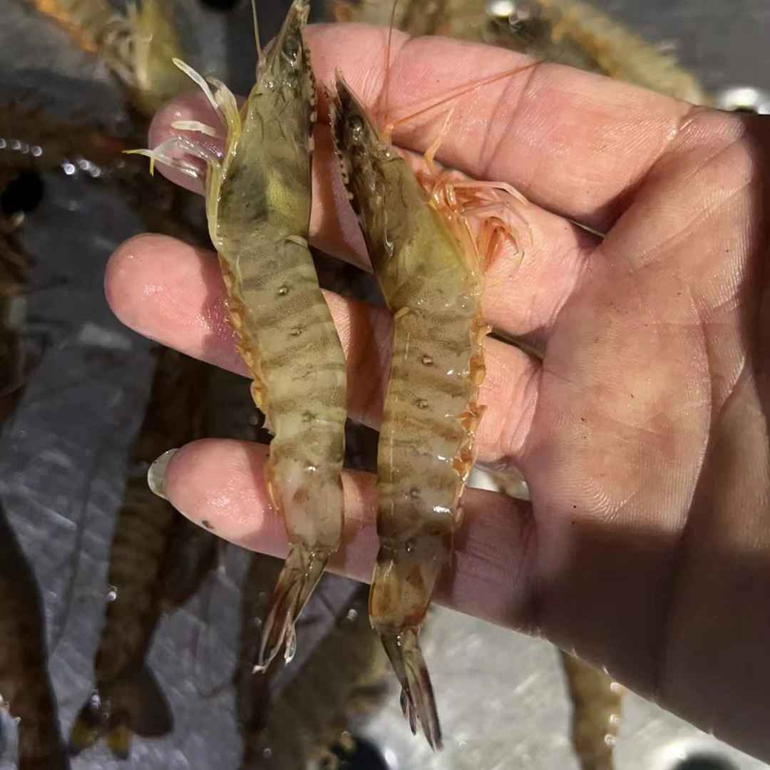 【1】海捕斑节虾竹节虾(一斤60-65只)5盒共2.5斤（嫌小勿拍）鲜虾速冻