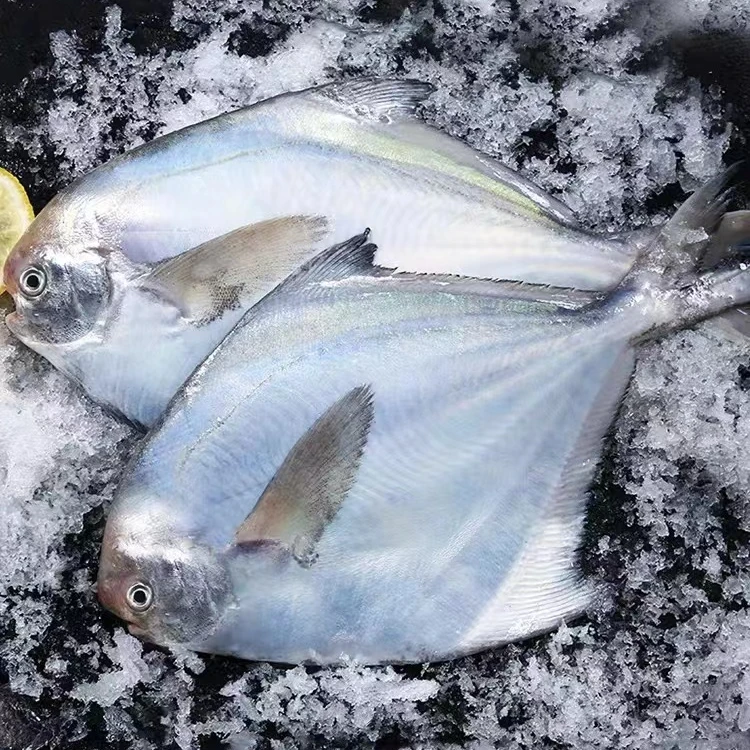 2野生新鲜银鲳鱼共4斤14-16条（2到3两一条）青岛顺丰速冻锁鲜发